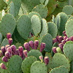 A stand of existing mature prickly pear cactus is ...